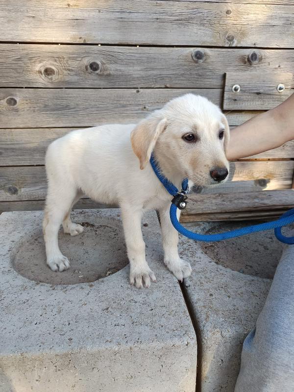 Iris mix labrador 3 mesi Foto 5